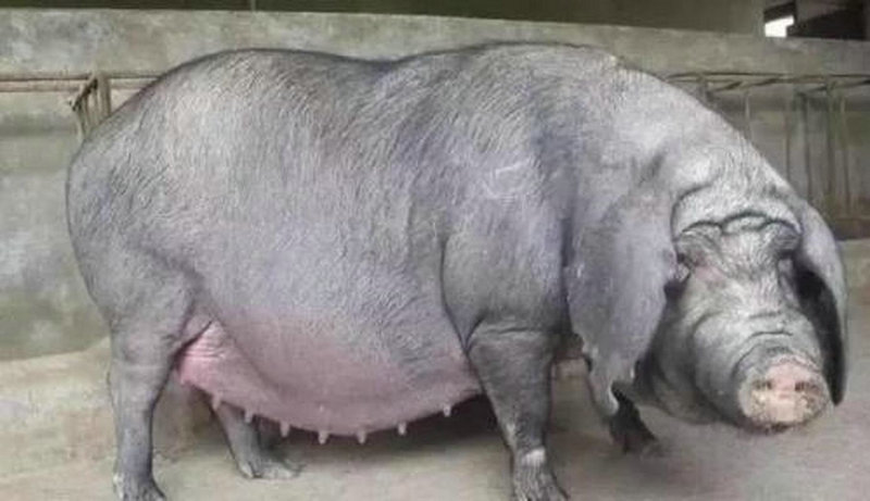 十二生肖相生相克图表 十二生肖五行相生相克表 十二生肖相生相克图表 十二生肖五行相生相克表