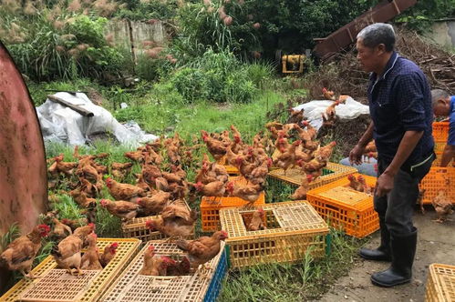 �籲Ů�������������ÿ������е�������(�籲Ů�������᲻�ᵼ�¾��������ź�)