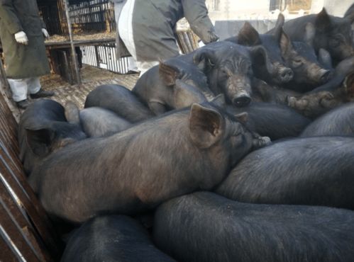 ���Ⱥ�ʮ�󾭵���Ӿ�