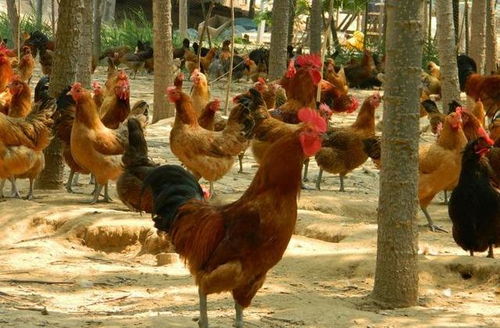 ���ڳ��к�ȥ�� �����ֵܵ�Ӱ��������԰������