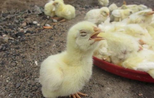 ����ȱˮע�ṫ˾������ʱ�������ܱ��ⲻ��Ӱ����(����ȱˮע�ṫ˾�����ָ��õ���)