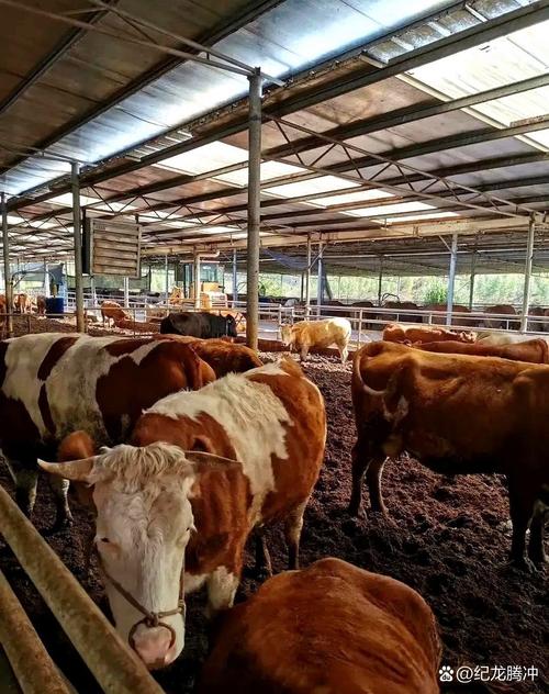 ţ�������಻���������� ţ���������ϲ���