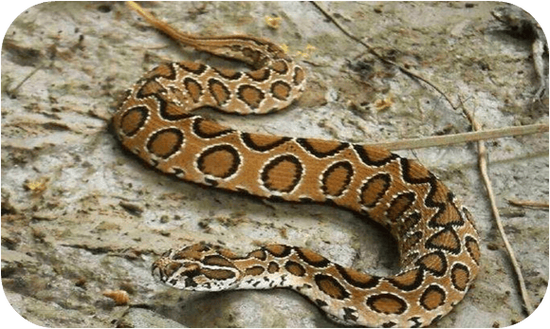 房子长期采光不足有什么危害 房子长期采光不足有什么危害