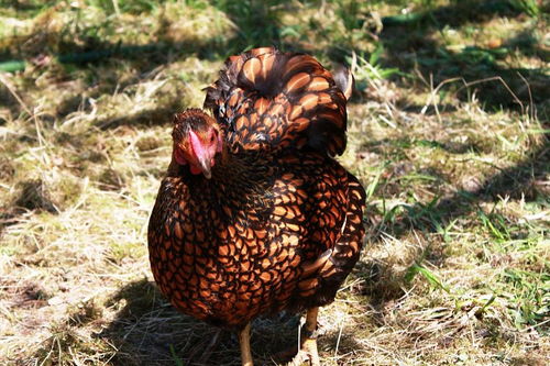 ʦ����ͽ� ʦ����ͽ���Ƶ