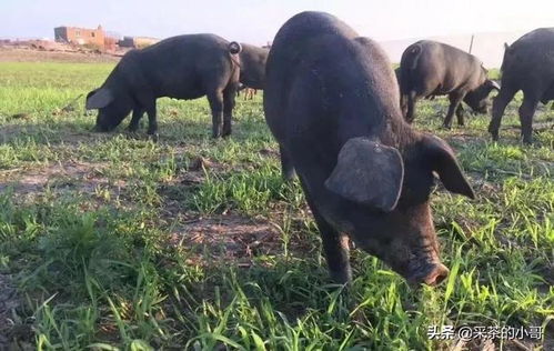 张晓晨婚礼_张晓晨婚礼现场 张晓晨婚礼_张晓晨婚礼现场