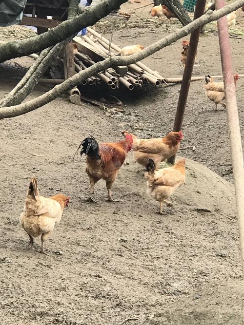 ����������ˮ��������