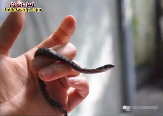 ��ǩ������ǩ��ʮ��ǩ_Σ��������ת��(��ǩ������ǩ��ʮ��ǩ��ʾͶ�������)