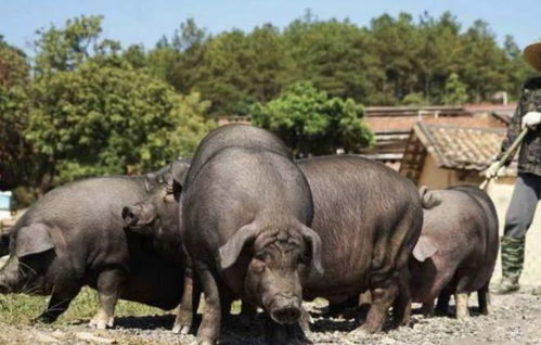 ��Ʒ��Ϊʲô�������