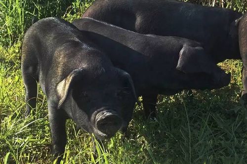 ������ʲô����ˮ�������� ʮ����լ��а��ֲ��