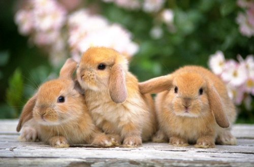 �������˳��ƺ���ɫ�Ų����ڴ�������֮���Ͳ�˳�ķ����� ���ƺ���ɫ���׶��ձ������ṩ��Щ������