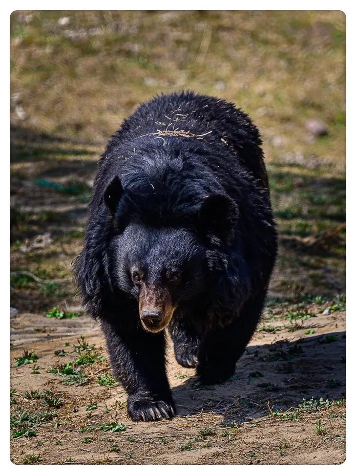 ȡ����ʦ���׵ĺ������ýڼ��հ��Ÿ�˳��(ȡ����ʦ���׵ĺ����ڽڼ��հ������������������)