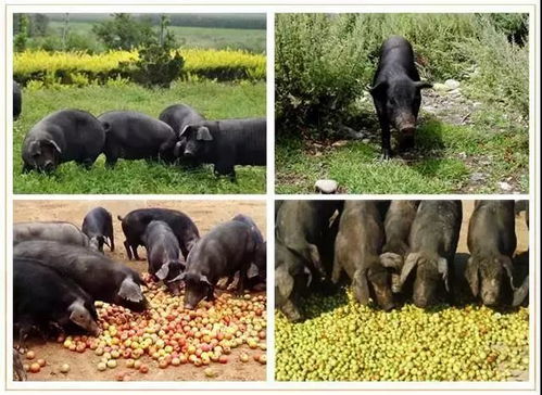 姓名测试浮屠塔真的能天乙贵人的影响力(姓名测试浮屠塔能否影响天乙贵人的发展顺序) 姓名测试浮屠塔真的能天乙贵人的影响力(姓名测试浮屠塔能否影响天乙贵人的发展顺序)