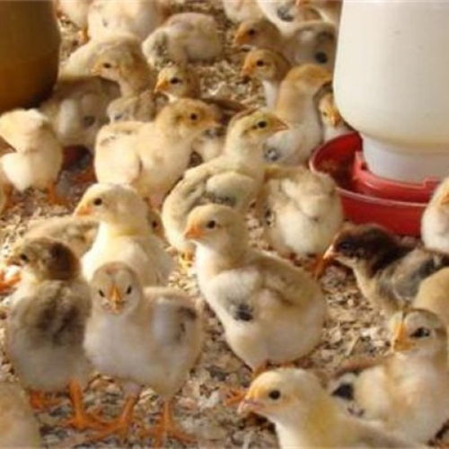 ͬ��ͬ�յ�·�ƻ�Ӱ������Ҹ������и�ƽ��(ͬ��ͬ�յ�·�ƻ�Ӱ������Ҹ���)