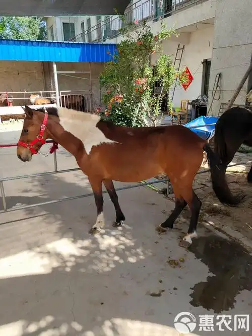 五行缺金男孩怎么起名字才能显贵富裕父母职业对命名的影响大吗(五行缺金男孩怎么起名字会影响未来职业发展和家庭财富) 五行缺金男孩怎么起名字才能显贵富裕父母职业对命名的影响大吗(五行缺金男孩怎么起名字会影响未来职业发展和家庭财富)