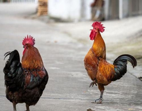 ������˲��ְ���_�������̷����������ؼ�