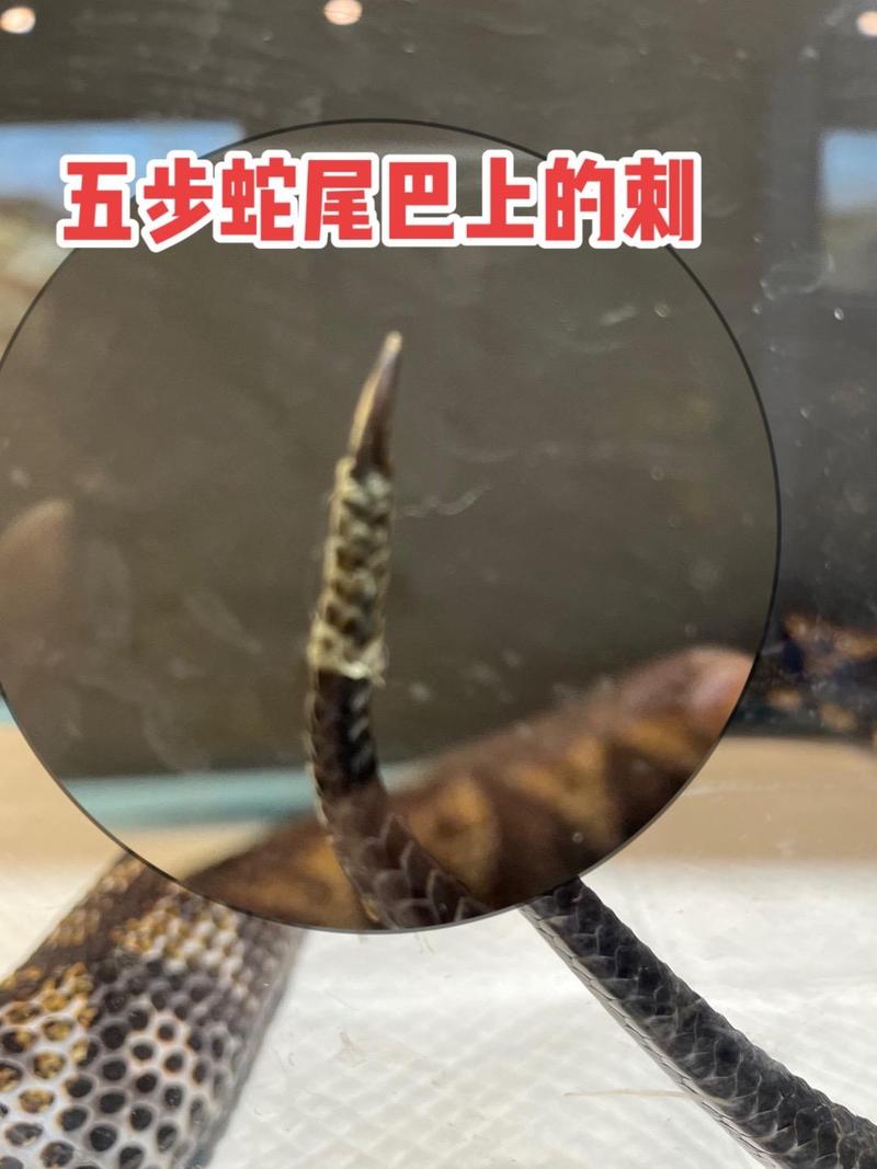 ��ƽ��������ʱӦ�Ծ������ѵ����д�������(��ƽ��������ʱ���Ǿ������Ѷ����е�Ӱ��)