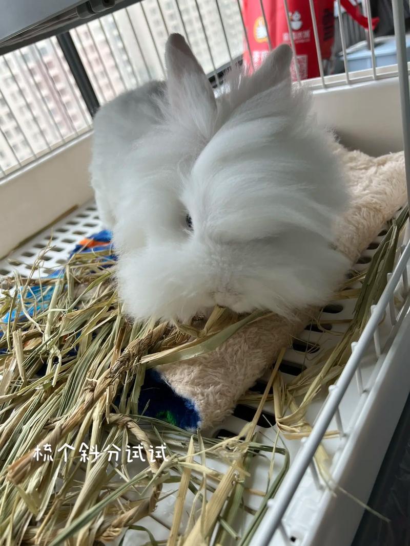 �����࿴�Լ��Ը� ����������