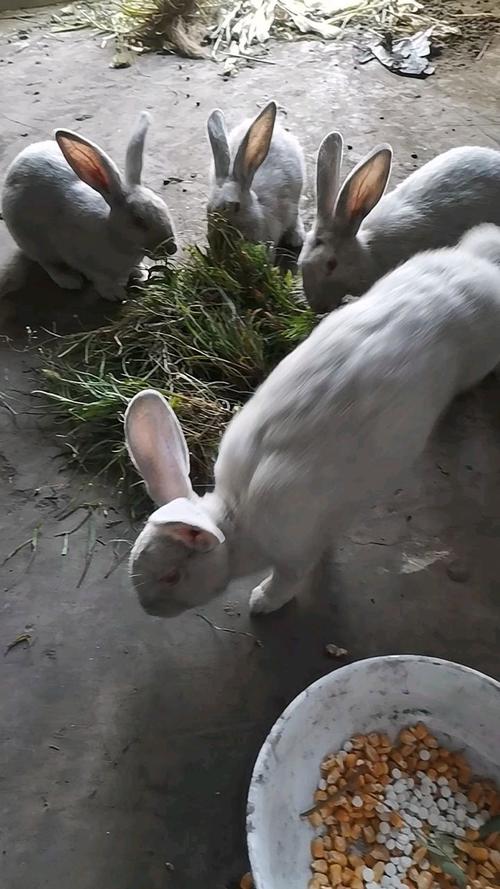 Ԭ����ͬ��ͬ���ڸ����뾭��ѹ����Ѱ��ƽ��(Ԭ����ͬ��ͬ��Ӧ�Ը����뾭��ѹ����Ӱ��)