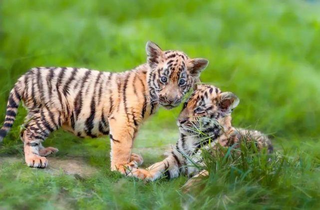 乘风破浪的姐姐第3季 乘风破浪的姐姐第3季