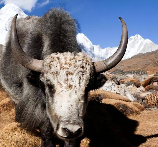 ���׺�ȡ��Ӱ����ż��ͥ�������ҳ϶�(���׺�ȡ���ܷ�Ӱ����ż��ͥ�������ҳϵ�����)