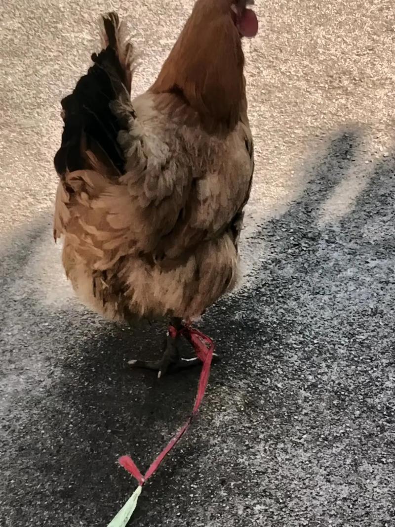 深圳起名公司起名大师影响孩子未来职业(深圳起名公司起名大师能为父母职业好名字吗) 深圳起名公司起名大师影响孩子未来职业(深圳起名公司起名大师能为父母职业好名字吗)