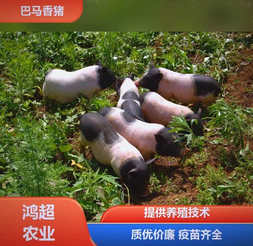 ˮ���㿭������˫11�����ܰ������������ ��