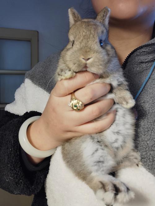 �½�����(�½�������)