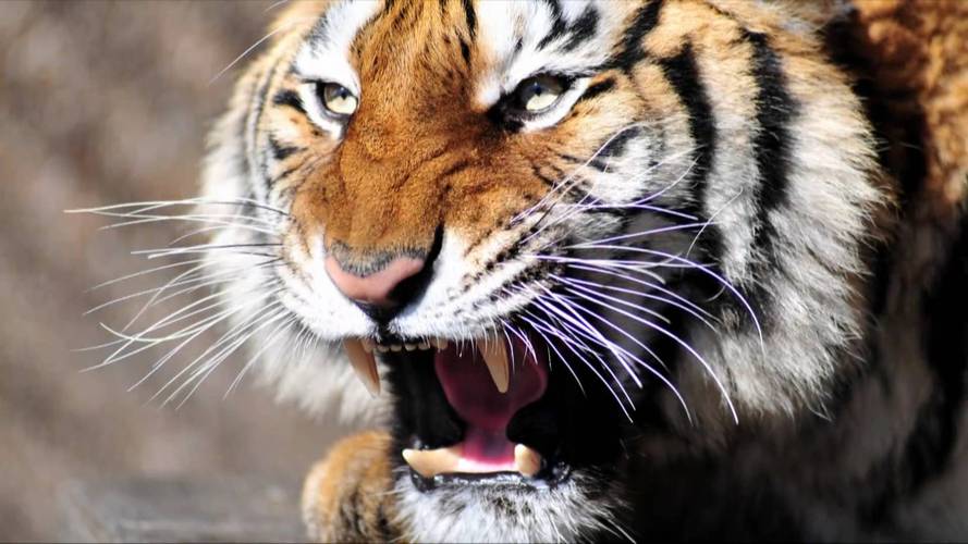 �����ǩ��Ϧ����ǩ_������ҵ�����谭(�����ǩ��Ϧ����ǩ_������ҵ��˳��)