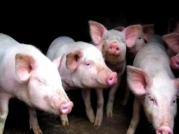 办公桌工艺品摆设与风水关系解析 办公桌工艺品摆设与风水关系解析