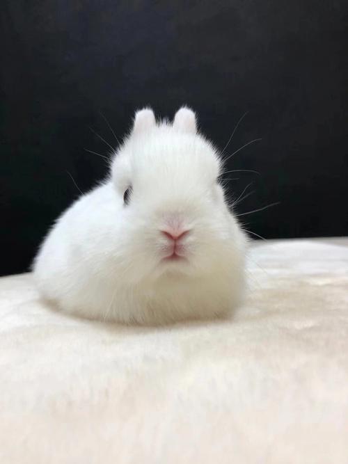 12����Ф���� 12���Ը�ǳ�׼