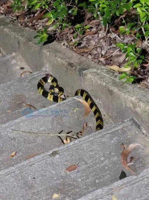 �ص���ǩ��ظ_�������ʧ(�ص���ǩ��ظ�����ɥʧ)