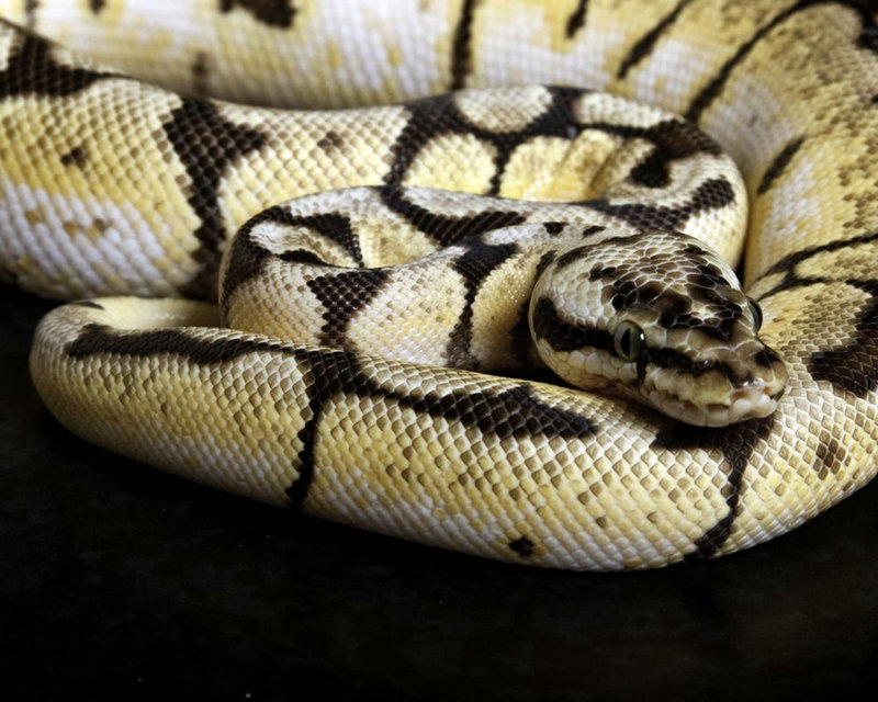 �ֵܽ��þ������Ӱ��������ǩ41ǩ����Ե������(�ֵܽ��þ�����������ǩ41ǩ����Ե��������)