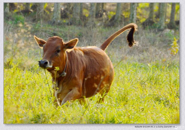 ����������������� �쳽������δ������ 