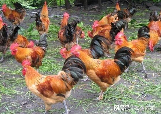 �ֻ�����Բ�Ե����������˺Ͱ����������˷�����