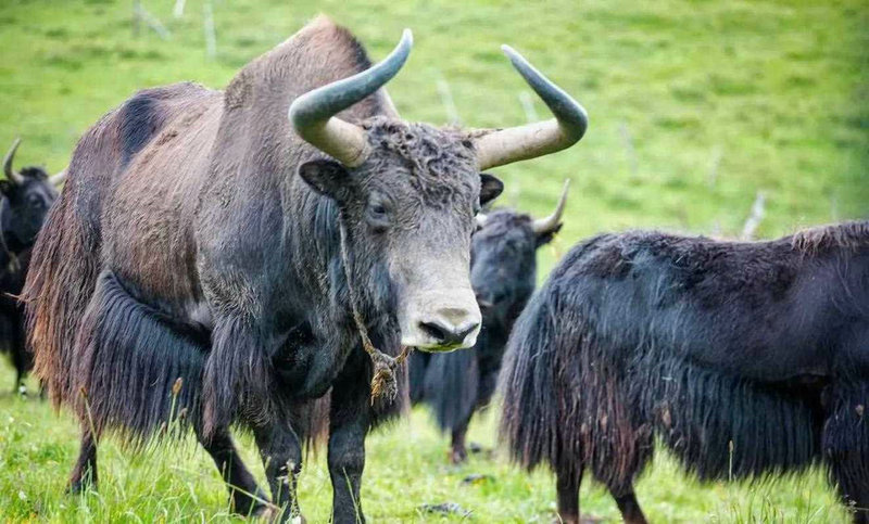 女孩起名字属木的名字可能影响生活动力丧失(女孩起名字属木的名字会影响生活动力丧失的趋势) 女孩起名字属木的名字可能影响生活动力丧失(女孩起名字属木的名字会影响生活动力丧失的趋势)