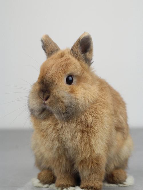 �����а��������10�ֶ���