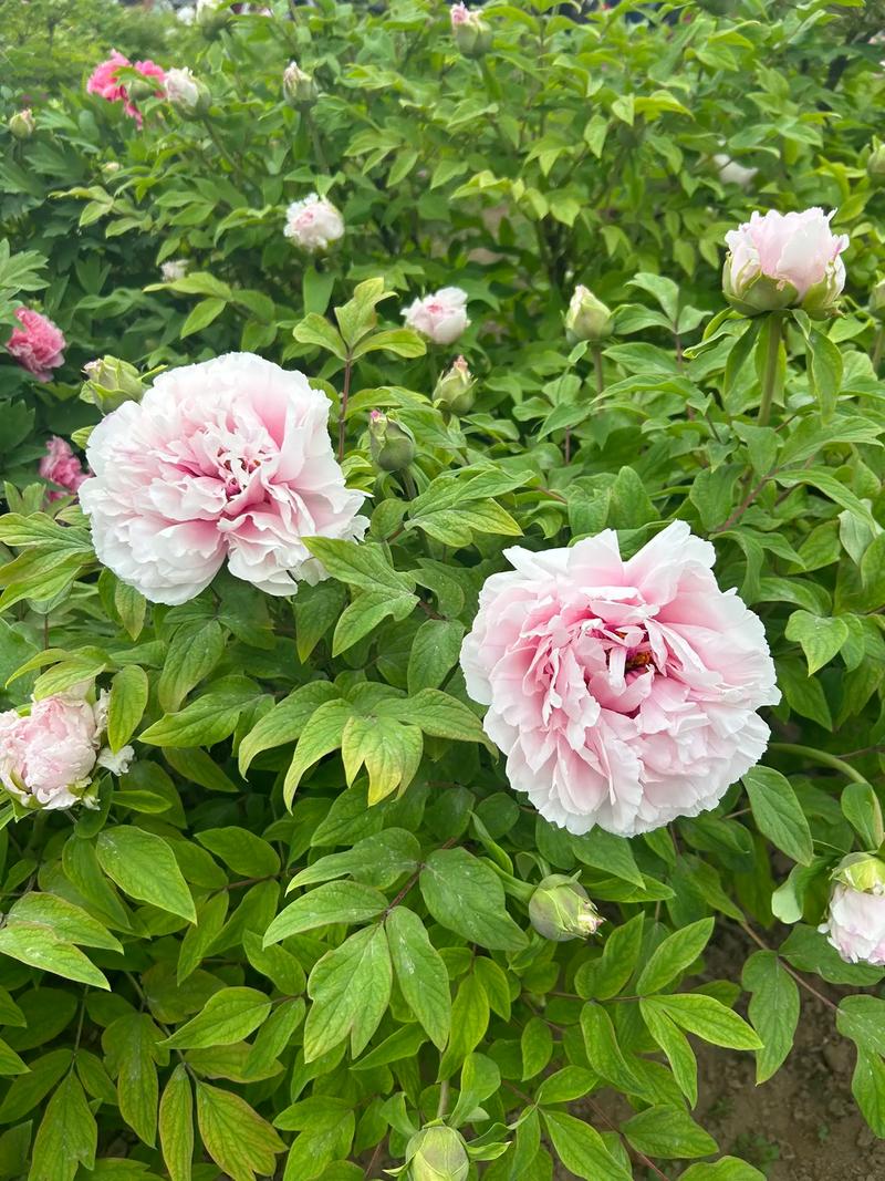 60届格莱美 60届格莱美奖 60届格莱美 60届格莱美奖