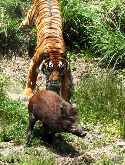 �������������������Ӱ�캢�ӵ��Ը�չ��δ������