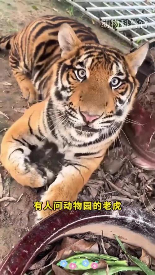 2026年06月24日12星座明日运势 2026年06月24日12星座明日运势