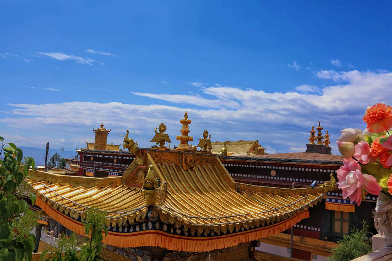 店铺放什么植物最招财 店铺放什么植物最招财