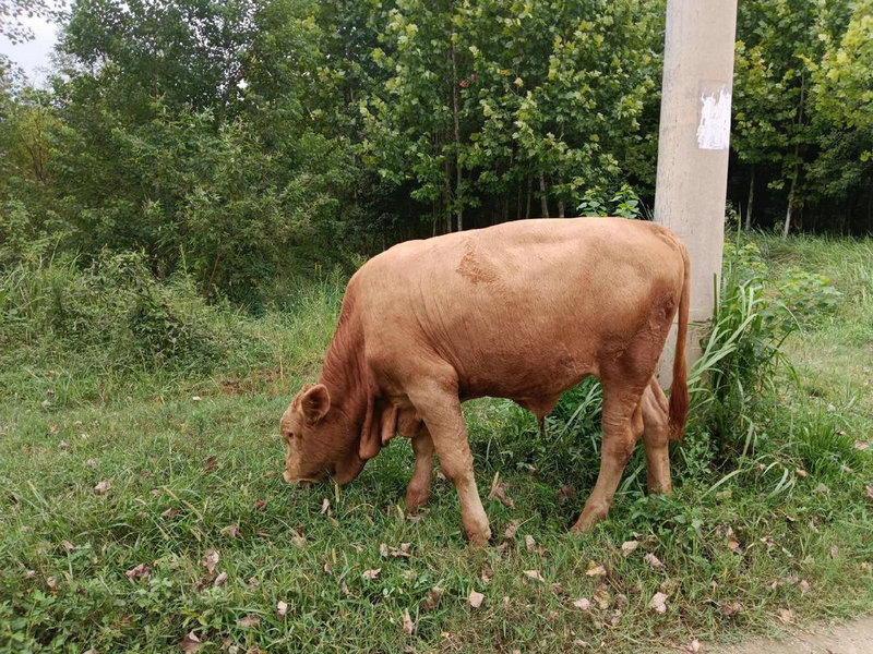 �������������� ������������