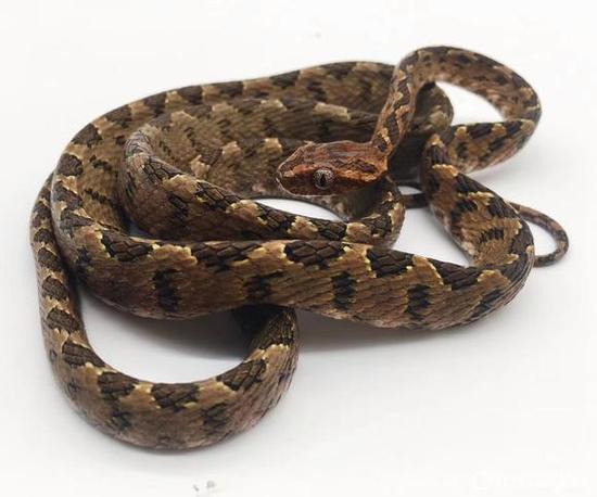 ��Ҫ�д�����ʲôԭ�� ��������ʲôӰ��