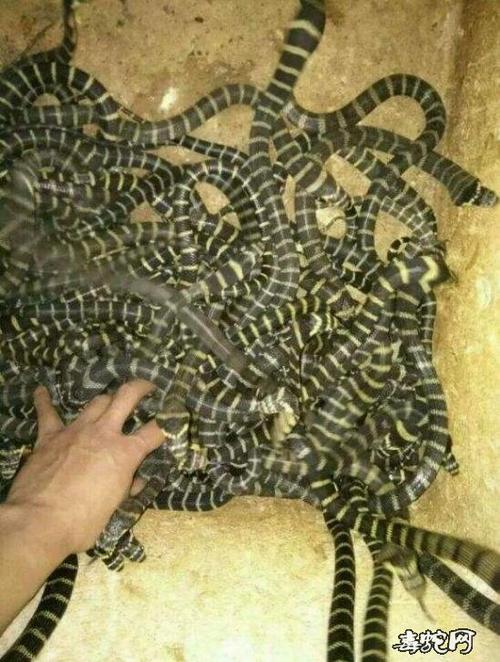 算命八字盘里隐藏的命运波澜 究竟藏着多少不可告人的秘密 算命八字盘里隐藏的命运波澜 究竟藏着多少不可告人的秘密