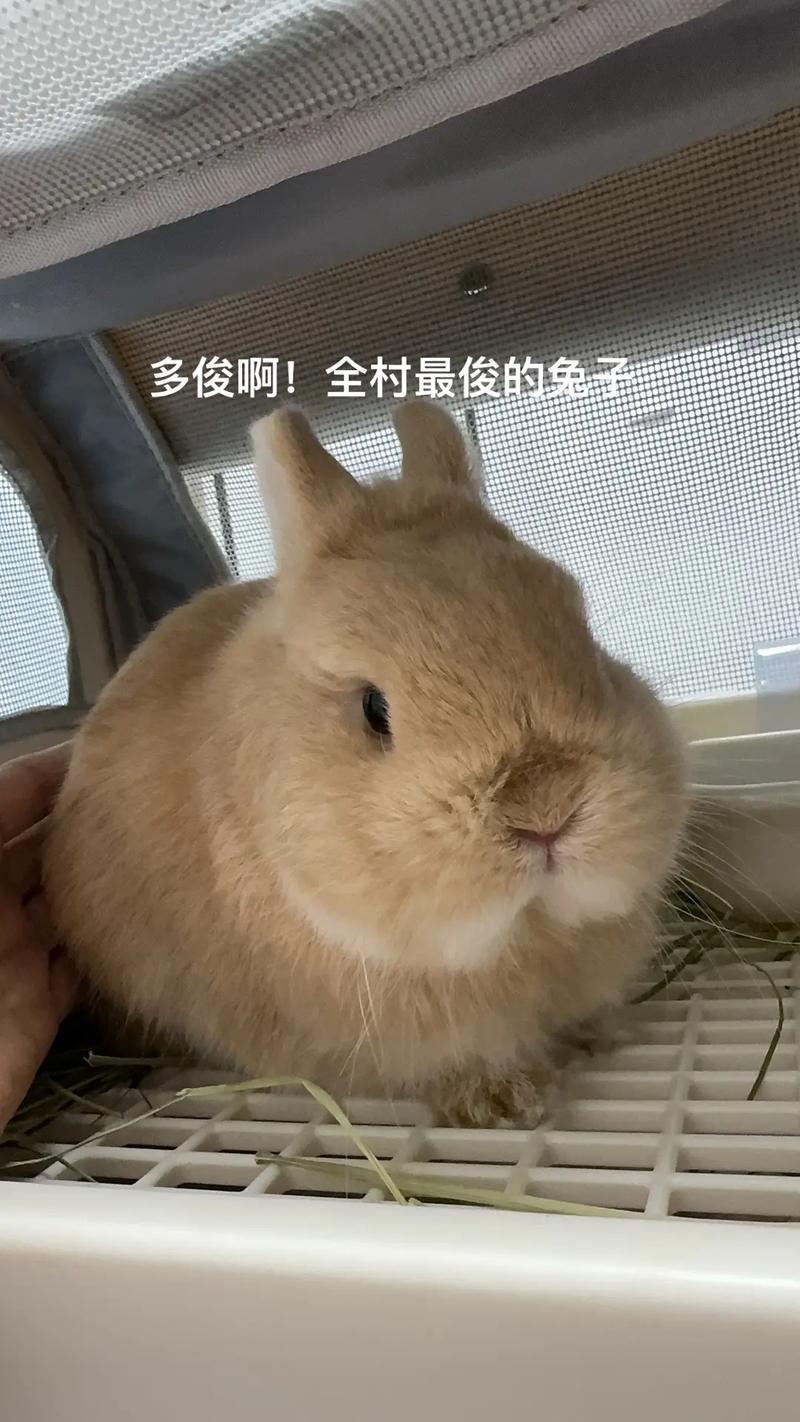 ������ȳ��������ȳ�ʲô����