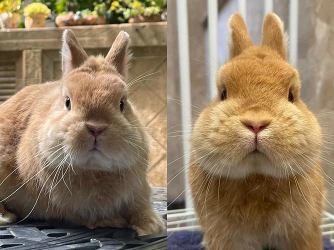 ���������ӱ�������