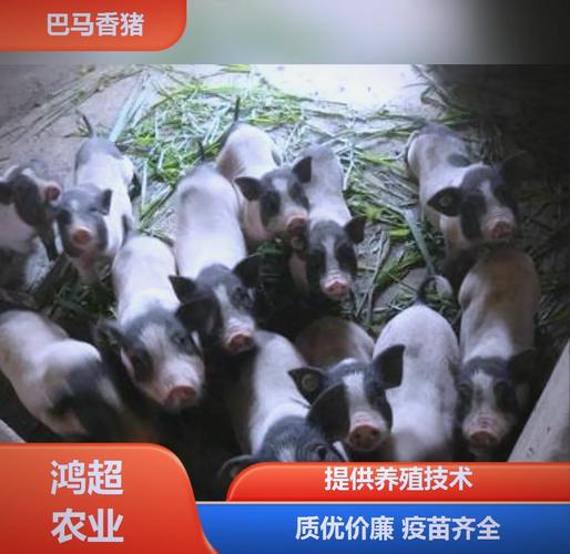 ���������Ч��̿��鼶���� ����Ӧ����