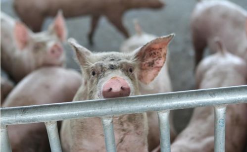 吕祖灵签袁卖柴_驿马星会带来变动(吕祖灵签袁卖柴 驿马星动会否惹祸上身) 吕祖灵签袁卖柴_驿马星会带来变动(吕祖灵签袁卖柴 驿马星动会否惹祸上身)