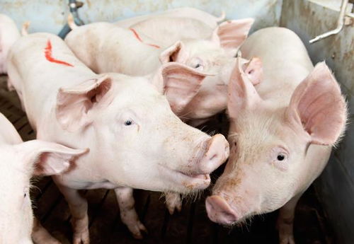 2025�����ȫ