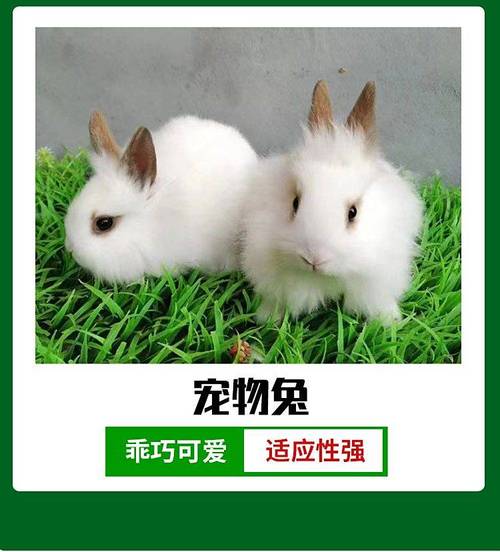 �����ķ�װ��ƹ�˾���� �ʺ�ȡ��˾���ֵ���