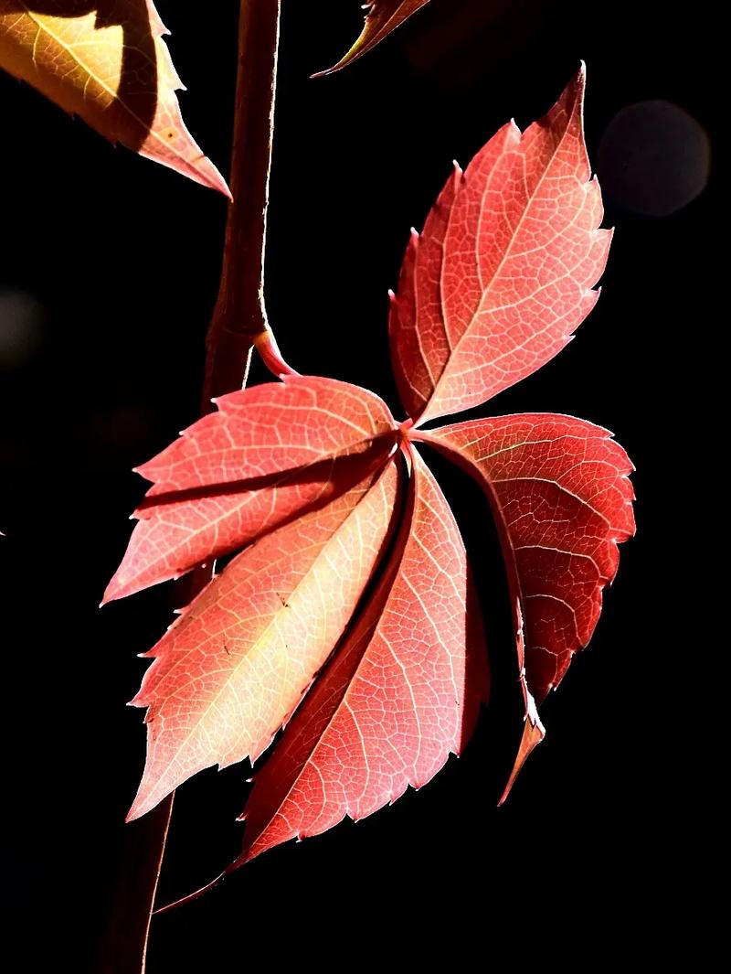 ӡ������_ӡ��������ƱԤ��